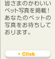 ���Ȃ��̃y�b�g�ʐ^�����҂����Ă���܂��B